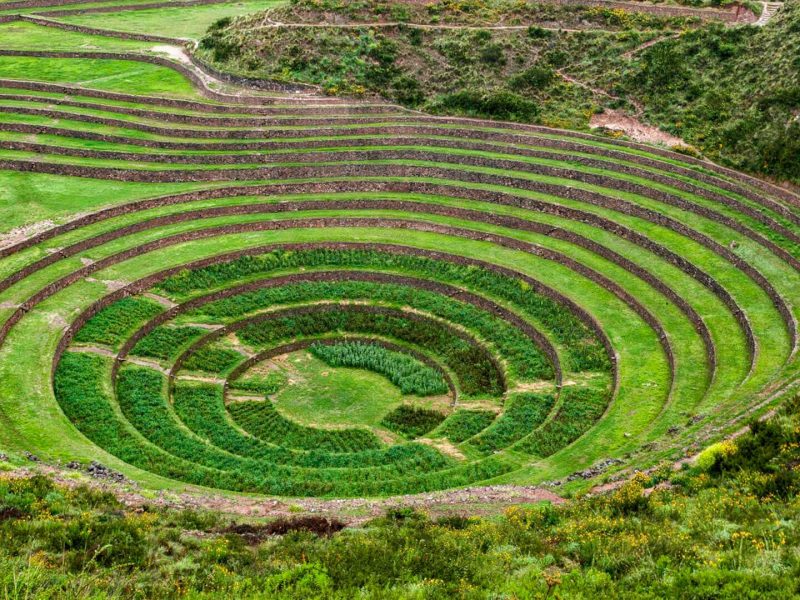 moray
